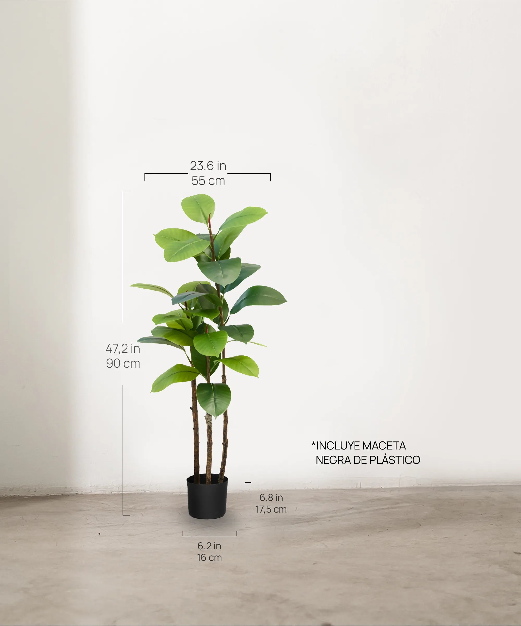 Ficus elástica 90 cm  MAIA SHOP 