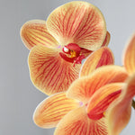 Flor Naranja Orquidea MAIA SHOP