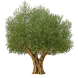 MAIA SHOP Olivo Gigante 260cm