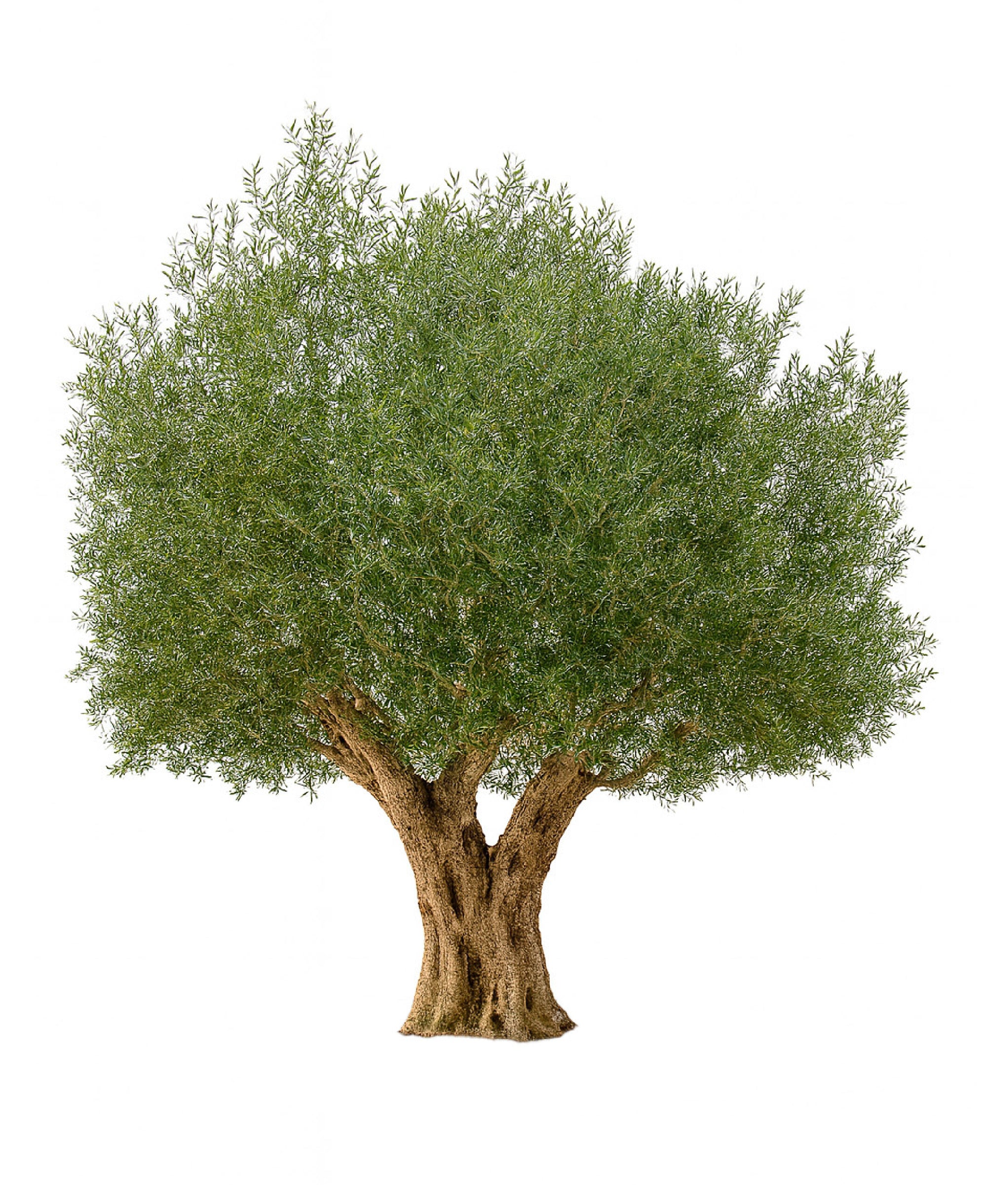 MAIA SHOP Olivo Gigante 260cm