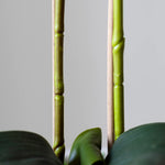 MAIA SHOP Tallo Orquidea