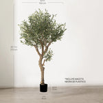 Medidas Olivo Artificial Centennial 210cm