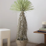 Nolina Artificial 120 MAIA SHOP 