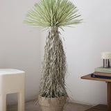 Nolina Artificial 120 MAIA SHOP 