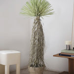 Nolina Artificial 170 MAIA SHOP