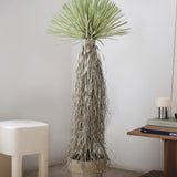 Nolina Artificial 170 MAIA SHOP
