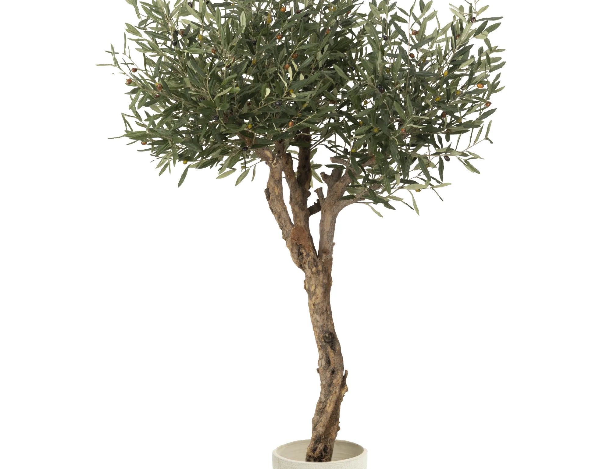 Olivo Artificial Centennial 180cm MAIA SHOP