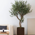 Olivo Artificial Centennial 210cm
