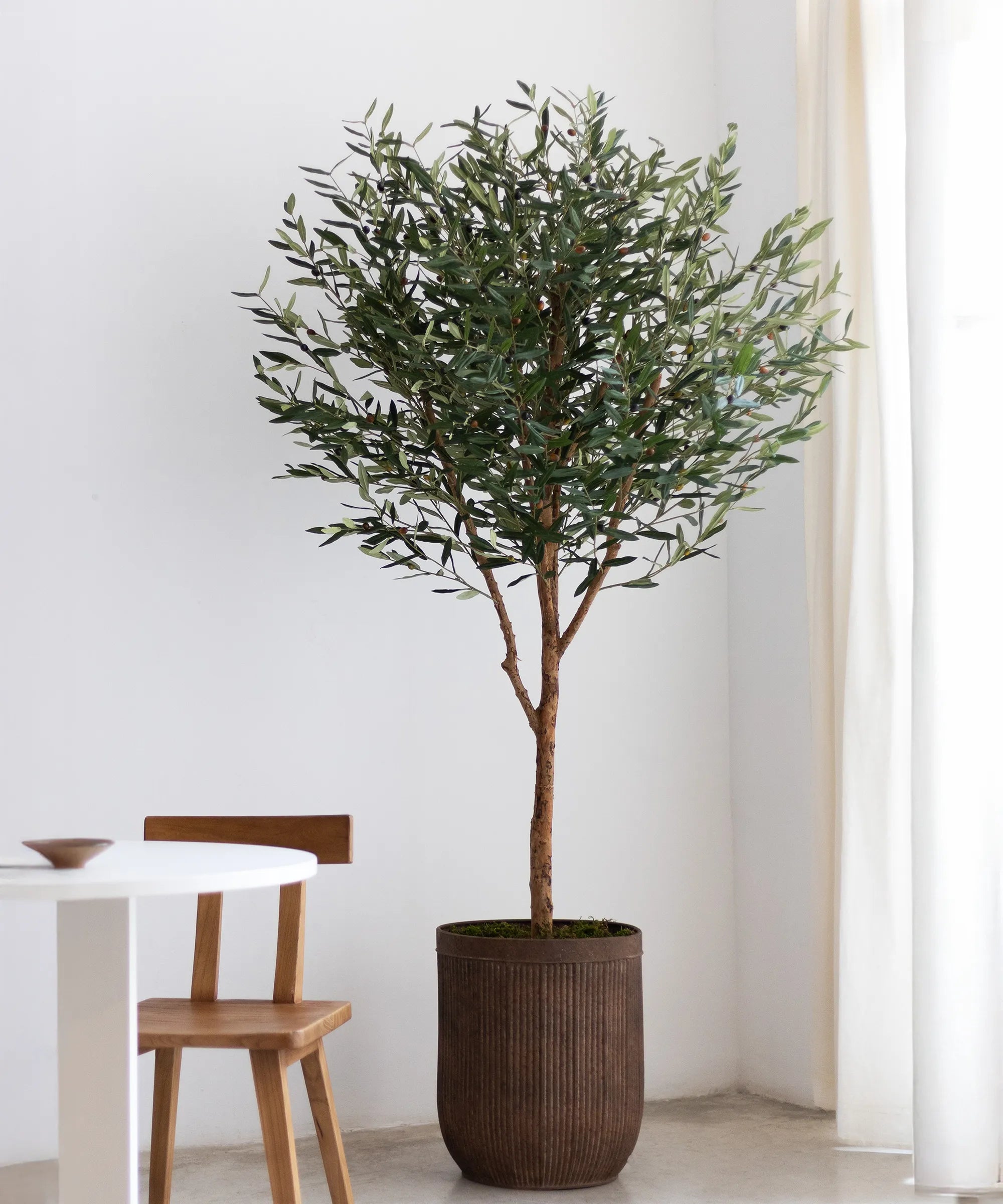 Olivo MAIA SHOP Centennial