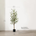 Olivo Minimal MAIA SHOP 150cm