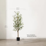 Olivo Minimal MAIA SHOP 150cm