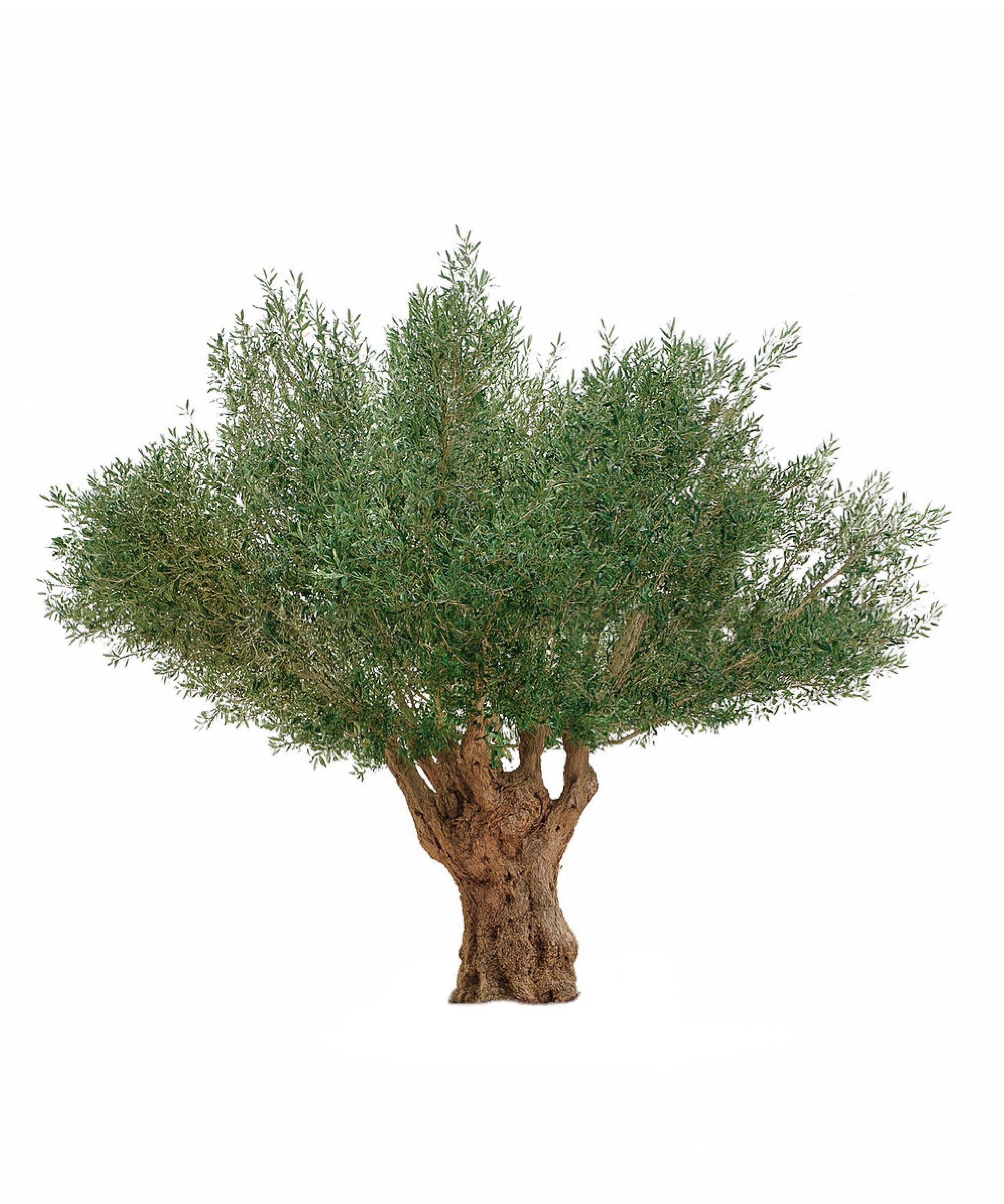 Olivo artificial 3,20 m MAIA SHOP