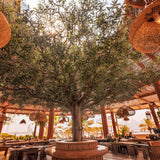 Olivo artificial 8 m MAIA SHOP Ibiza