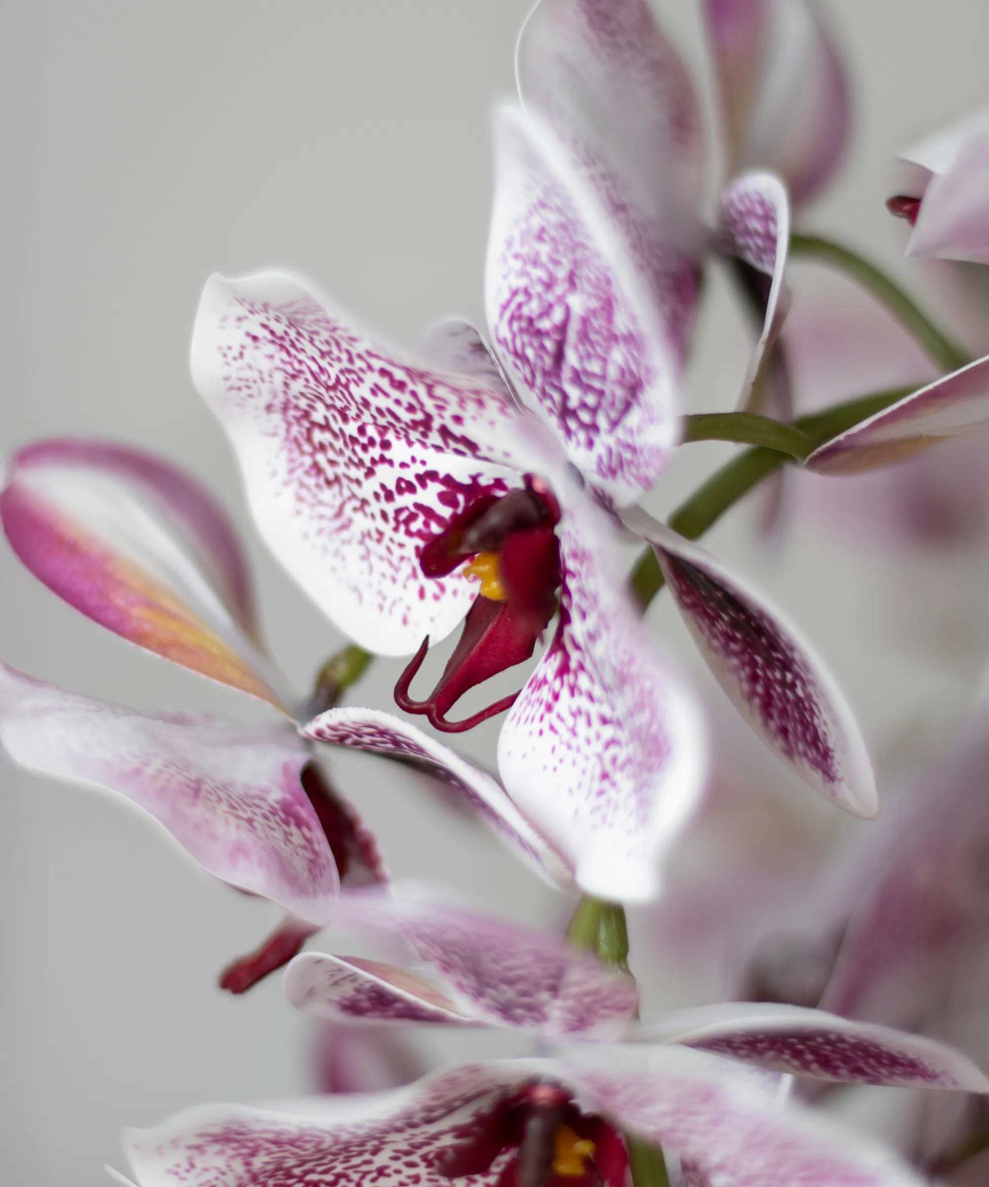Orquídea artificial Detalle Rosa y Blanco MAIA SHOP