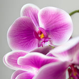 Orquídea artificial Fucsia MAIA SHOP