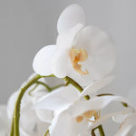 Orquidea Blanca Flor MAIA SHOP