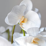 Orquidea Blanca MAIA SHOP