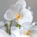 Orquidea Blanca MAIA SHOP