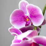 Orquidea Rosa MAIA SHOP