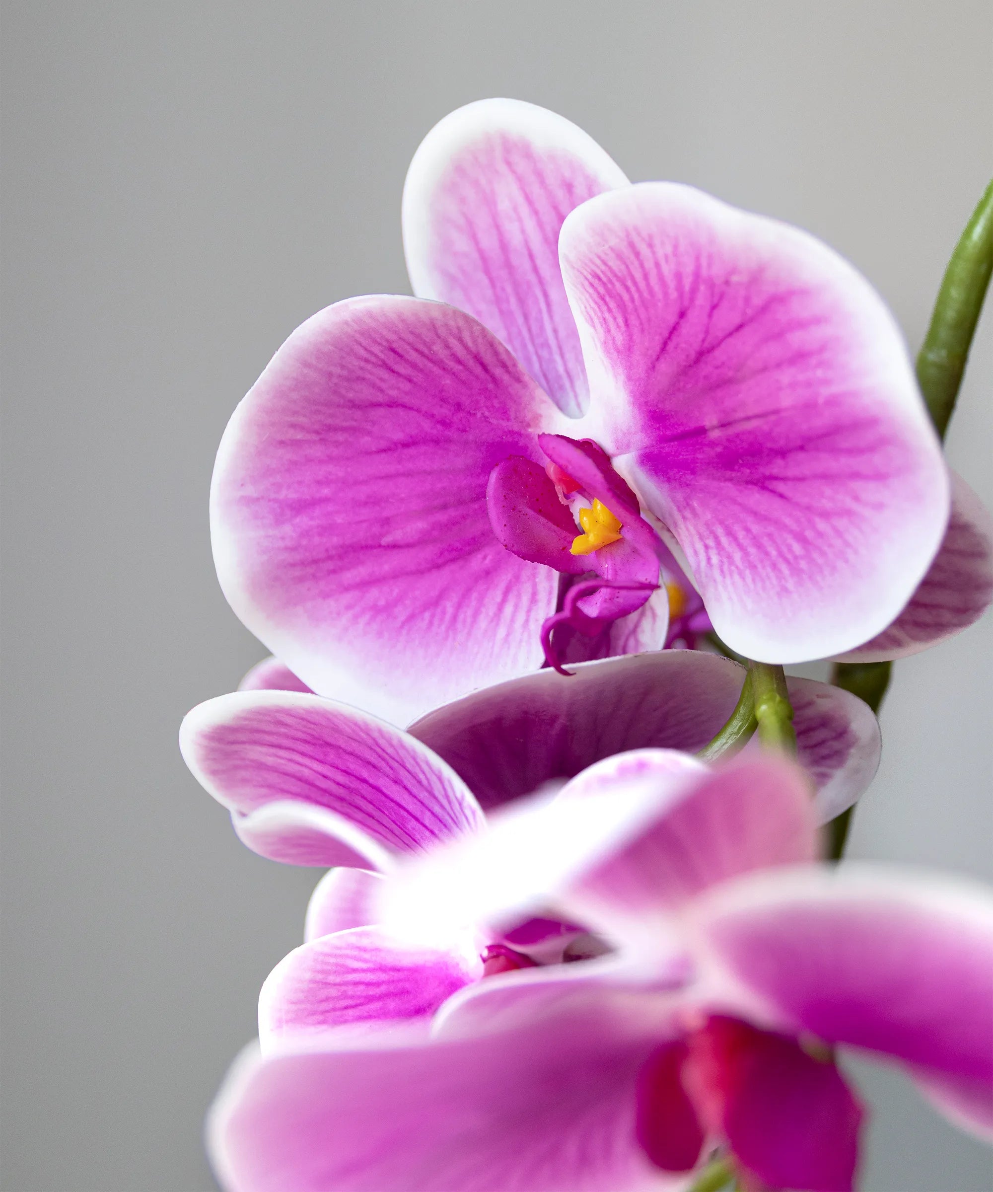 Orquidea Rosa MAIA SHOP