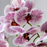 Orquidea Violeta MAIA SHOP