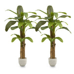 Pack Duo Platanera 180 cm MAIA SHOP
