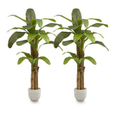 Pack Duo Platanera 180 cm MAIA SHOP
