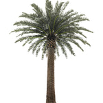 Palmera Artificial Canary 3m - 30m