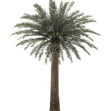 Palmera Artificial Canary 3m - 30m