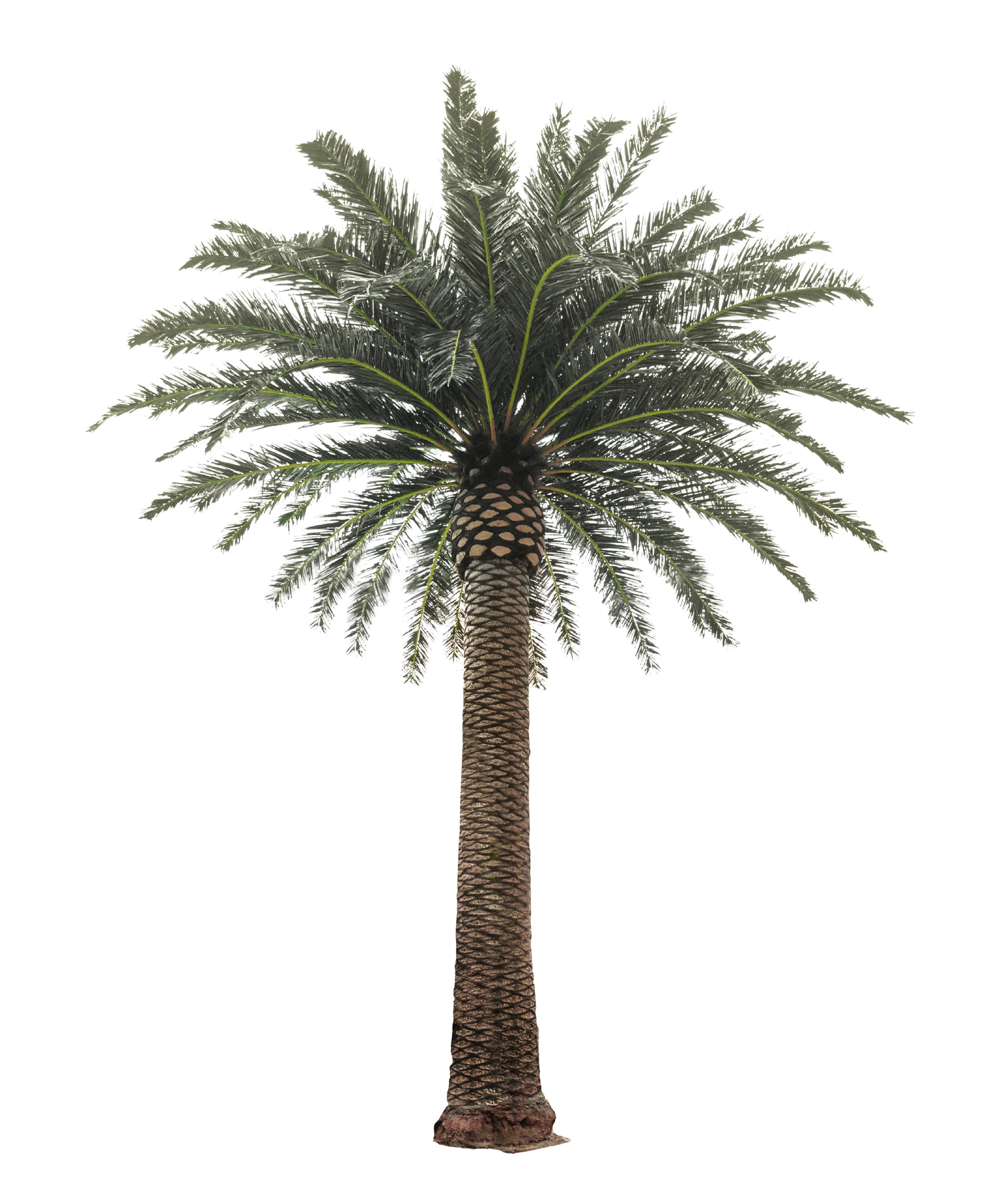 Palmera Artificial Canary 3m - 30m