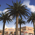 Palmera Artificial Canary 3m - 30m Plaza MAIA SHOP