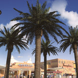 Palmera Artificial Canary 3m - 30m Plaza MAIA SHOP