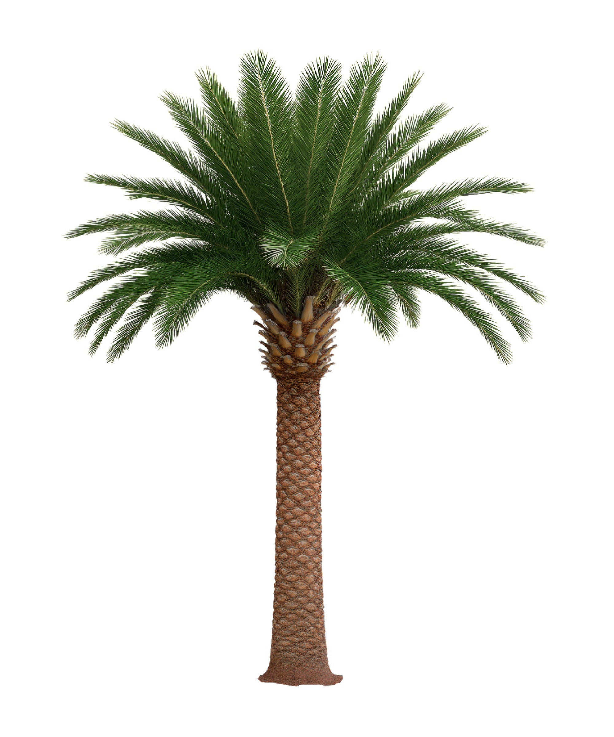 Palmera artificial Middle East 3m-30m MAIA SHOP
