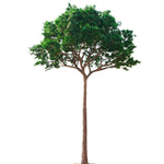 Pino artificial (Tronco fino de fibra de vidrio) 3m - 30m MAIA SHOP
