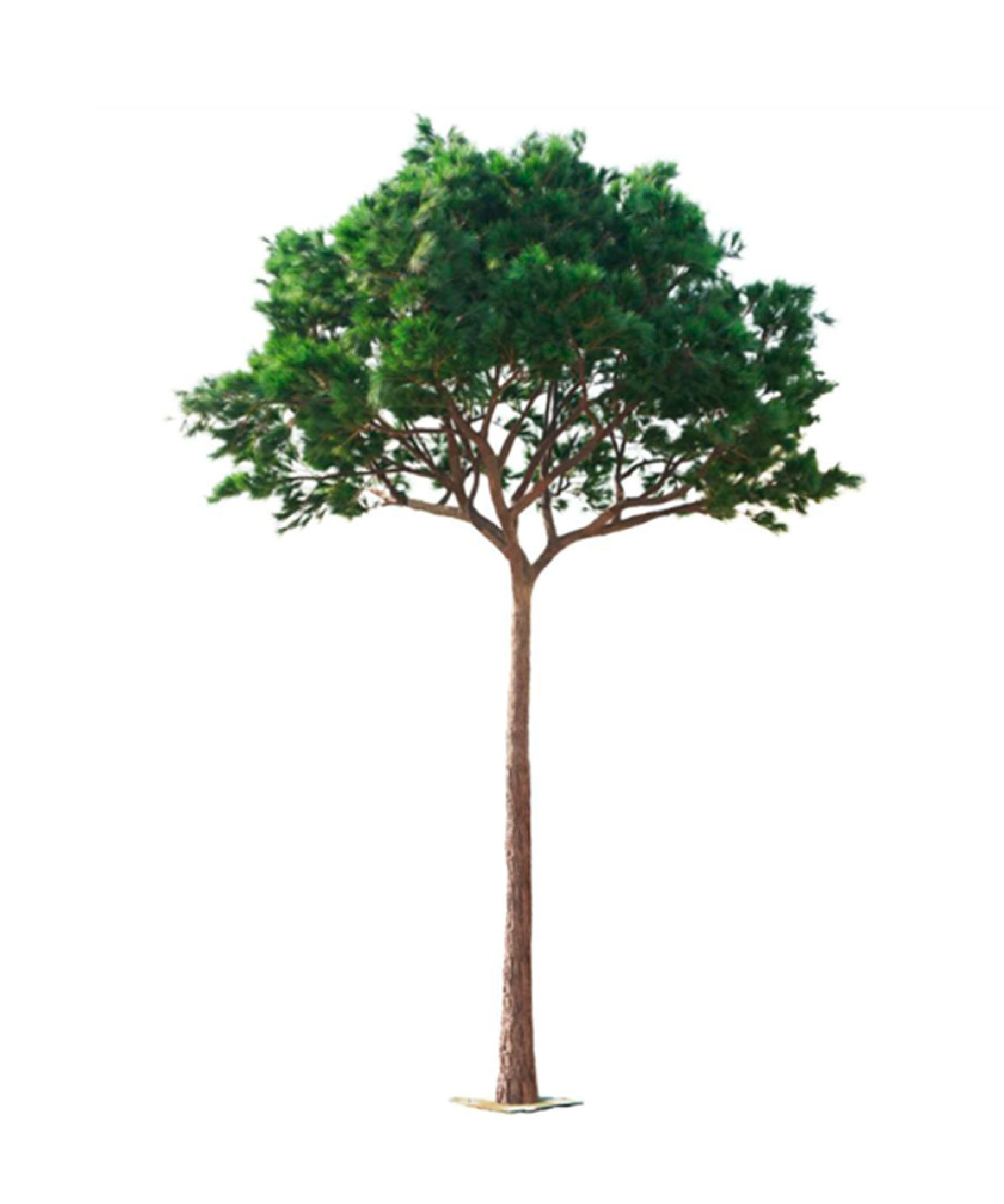 Pino artificial (Tronco fino de fibra de vidrio) 3m - 30m MAIA SHOP