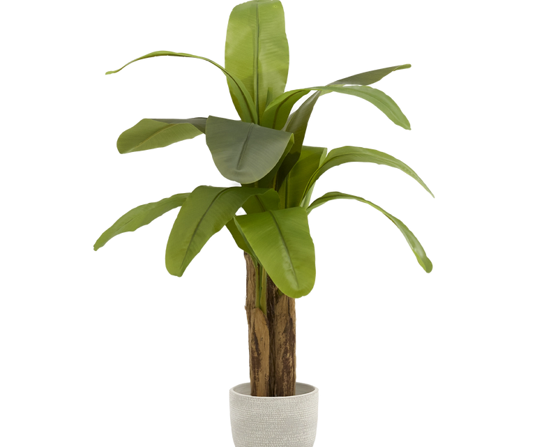 Platanera Artificial 120 MAIA SHOP PNG