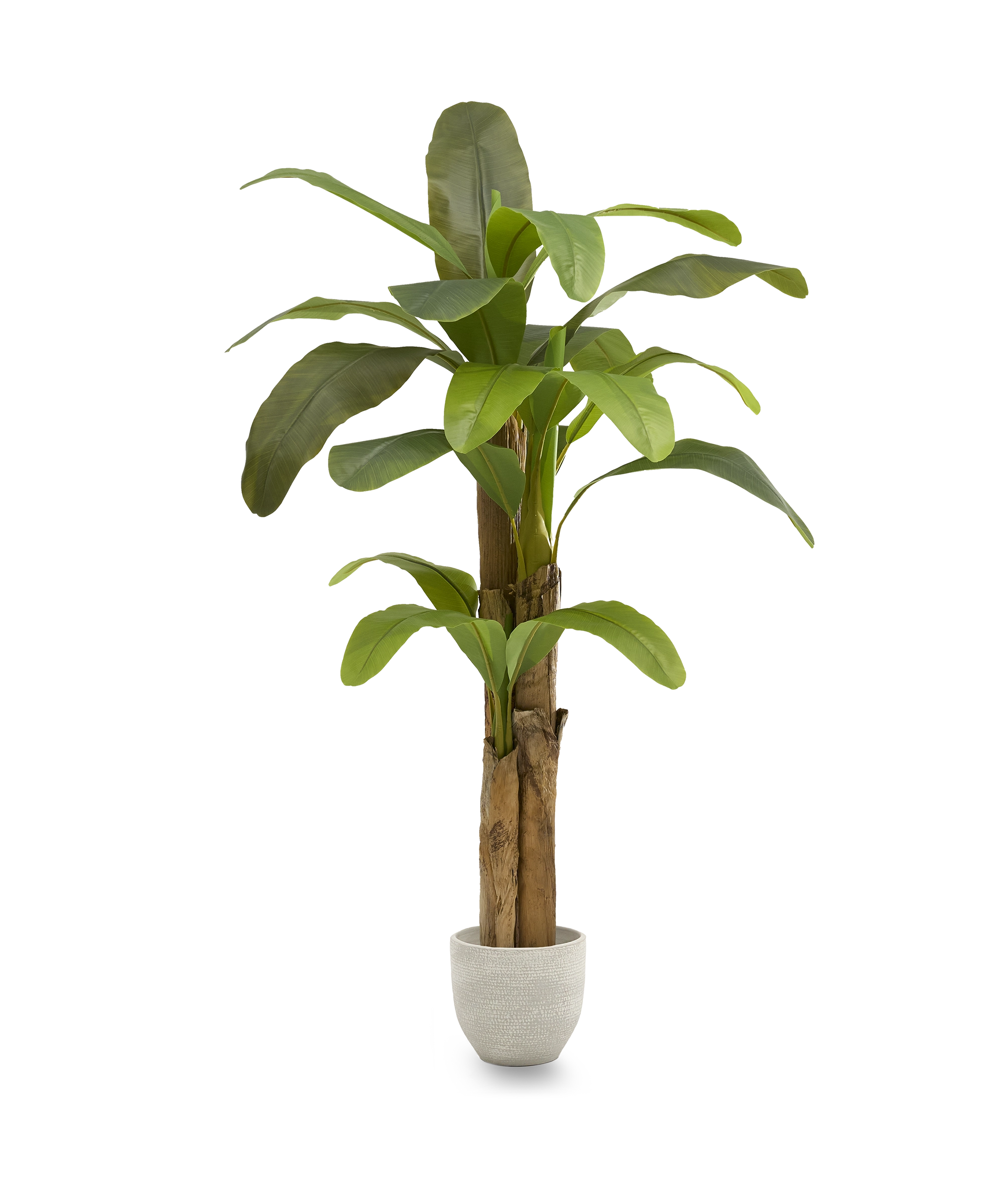 Platanera Artificial 180 MAIA SHOP PNG