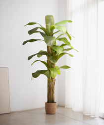 Platanera Artificial 210 MAIA SHOP