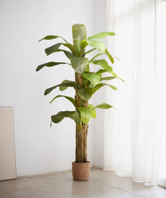 Platanera Artificial 210 MAIA SHOP