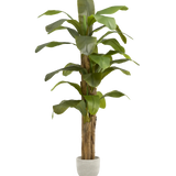 Platanera Artificial 210 MAIA SHOP PNG