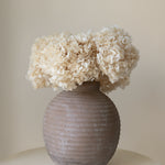 Ramo de Hortensias Preservadas MAIA SHOP Blanco