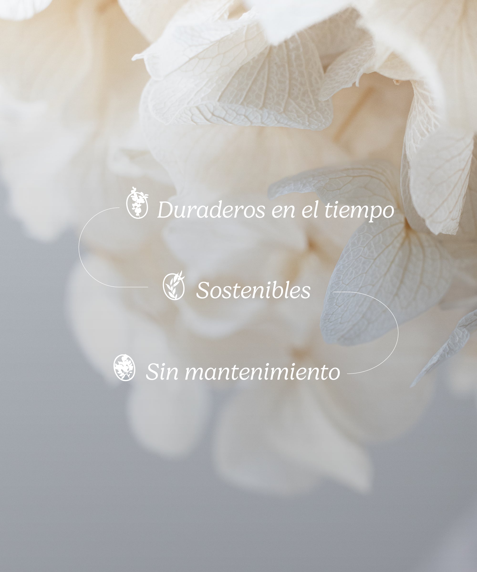 Ramo de Hortensias Preservadas MAIA SHOP Caracteristicas