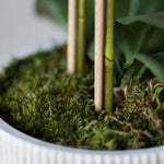 Tallos Orquidea MAIA SHOP
