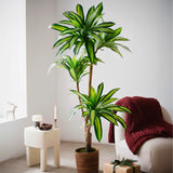 Drácena Artificial 170 cm