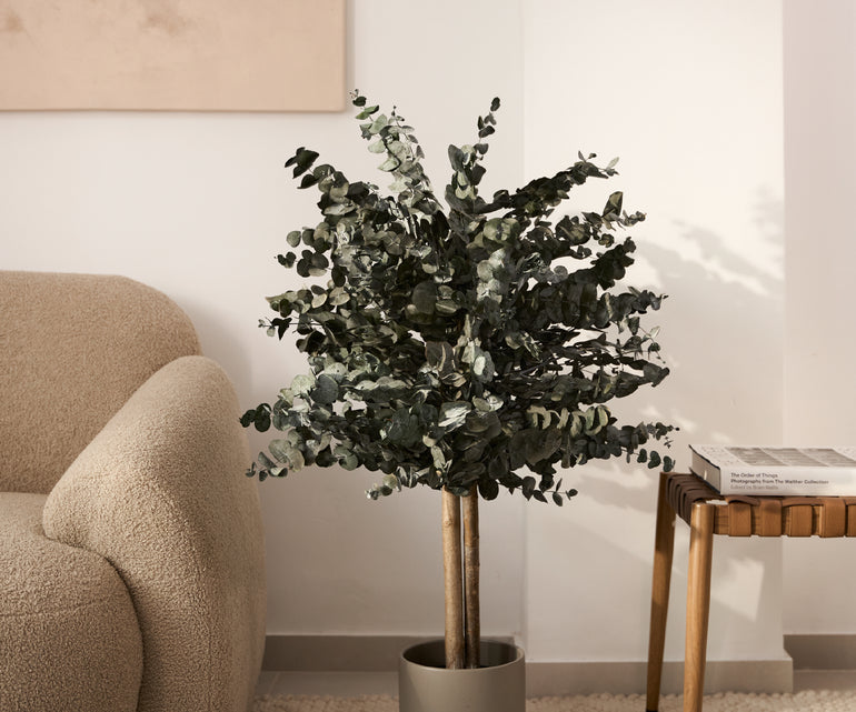 arbol preservado eucalipto 100