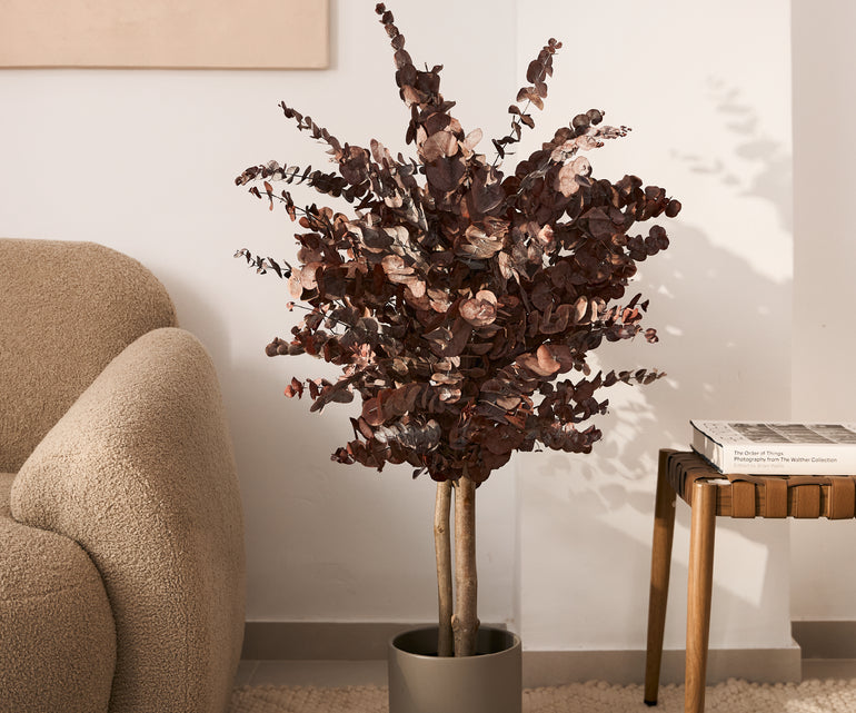 arbol preservado eucalipto burdeos 100