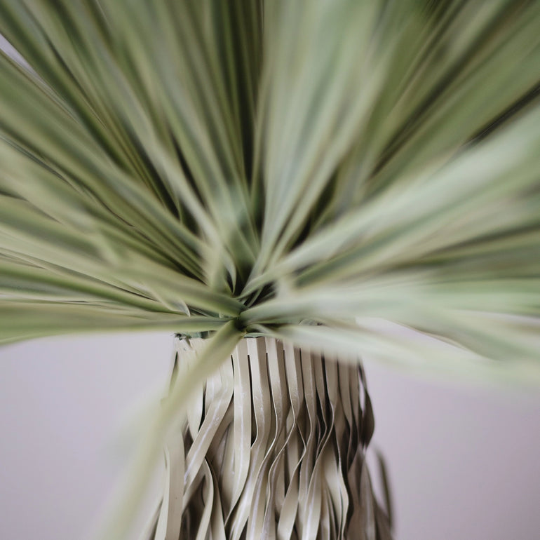 detalle Nolina