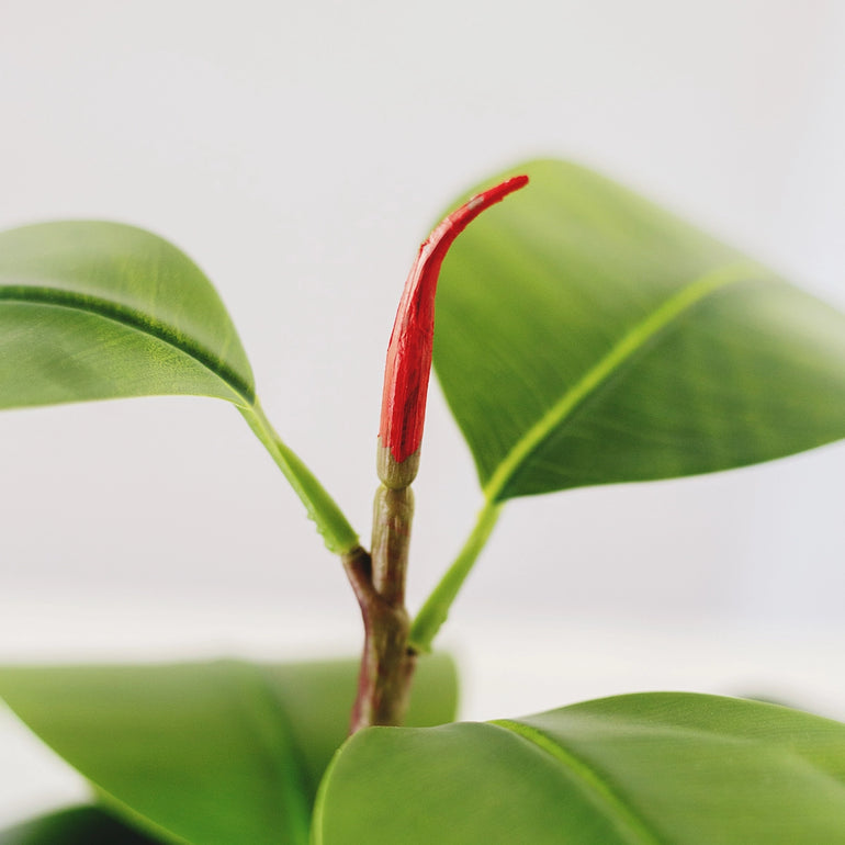 detalle ficus elastica maia