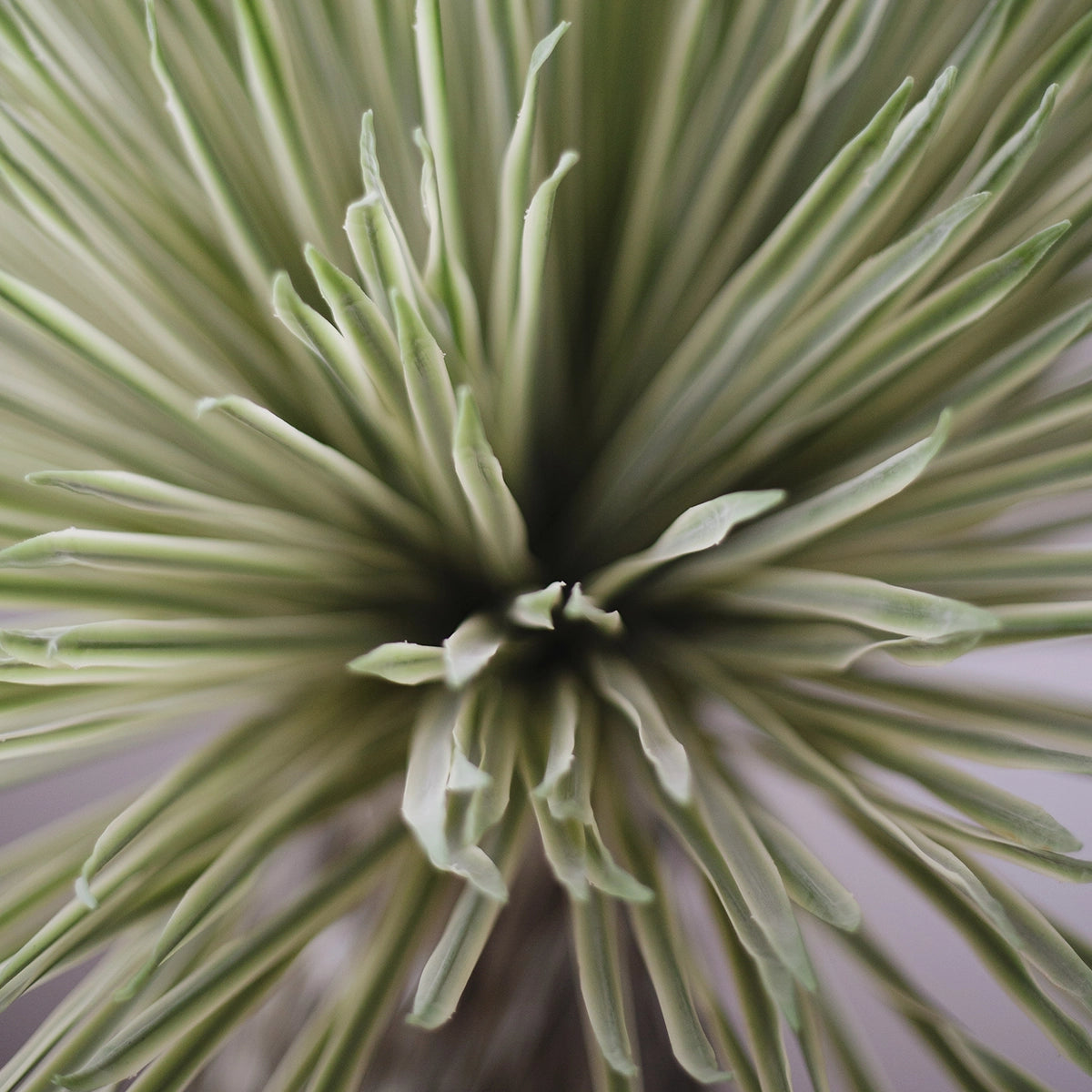 detalle hojas nolina