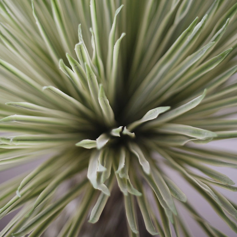 detalle hojas nolina